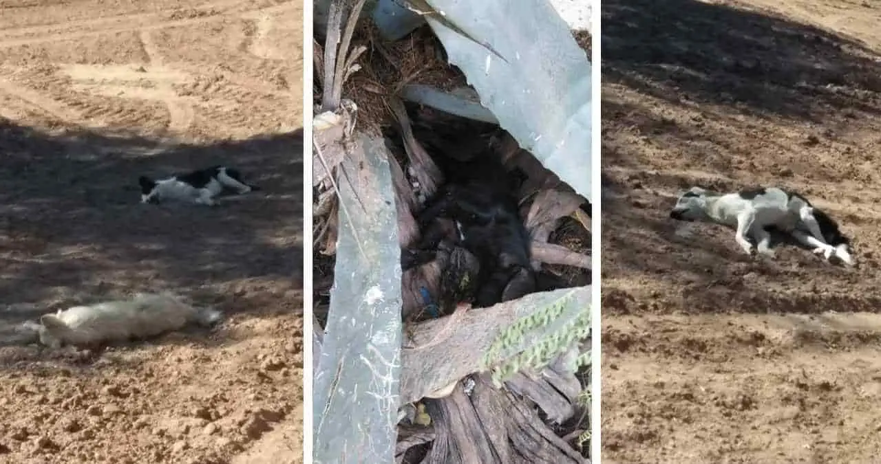 Envenenan a perros en el Poblado Miguel Alemán