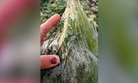 Frío daña las hortalizas Frío daña las hortalizas