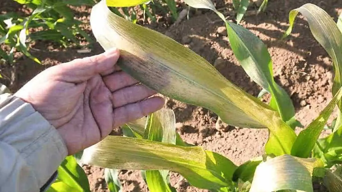 Frío daña cultivos en el sur de Sonora