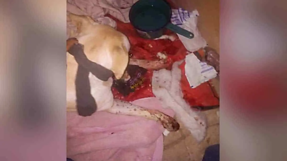Menor acuchilla a un perro
