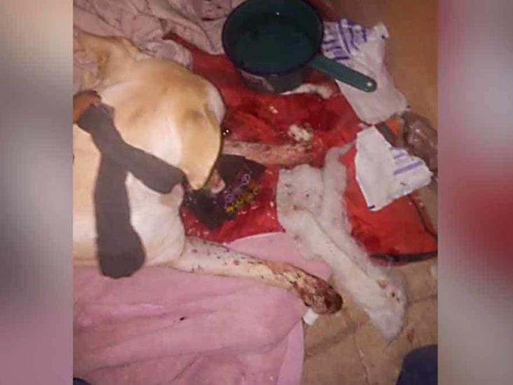 Menor acuchilla a un perro Menor acuchilla a un perro