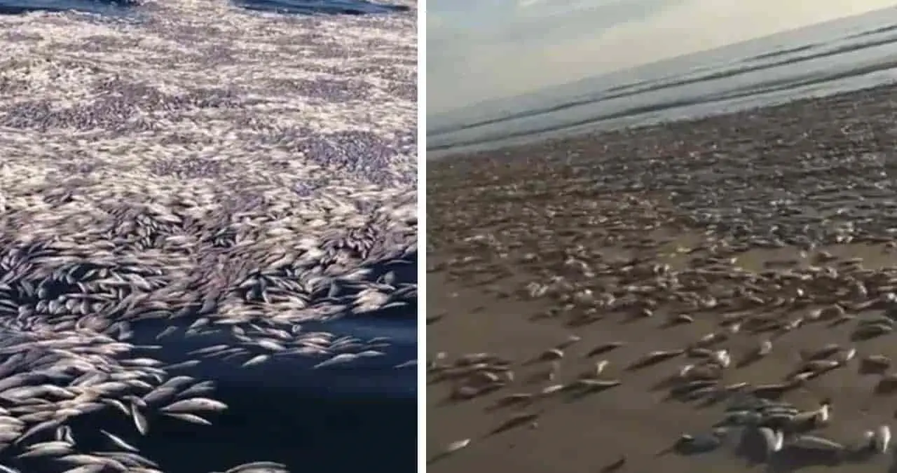 Miles de sardinas aparecieron muertas en costas de Guasave