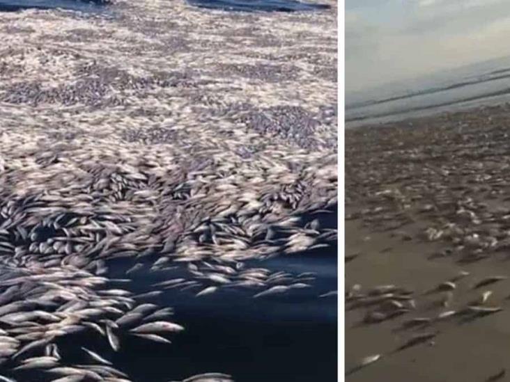Miles de sardinas aparecieron muertas en costas de Guasave Miles de sardinas aparecieron muertas en costas de Guasave
