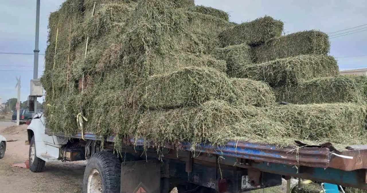 Sube un 50% costo de pacas