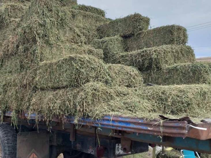Sube un 50% costo de pacas Sube un 50% costo de pacas
