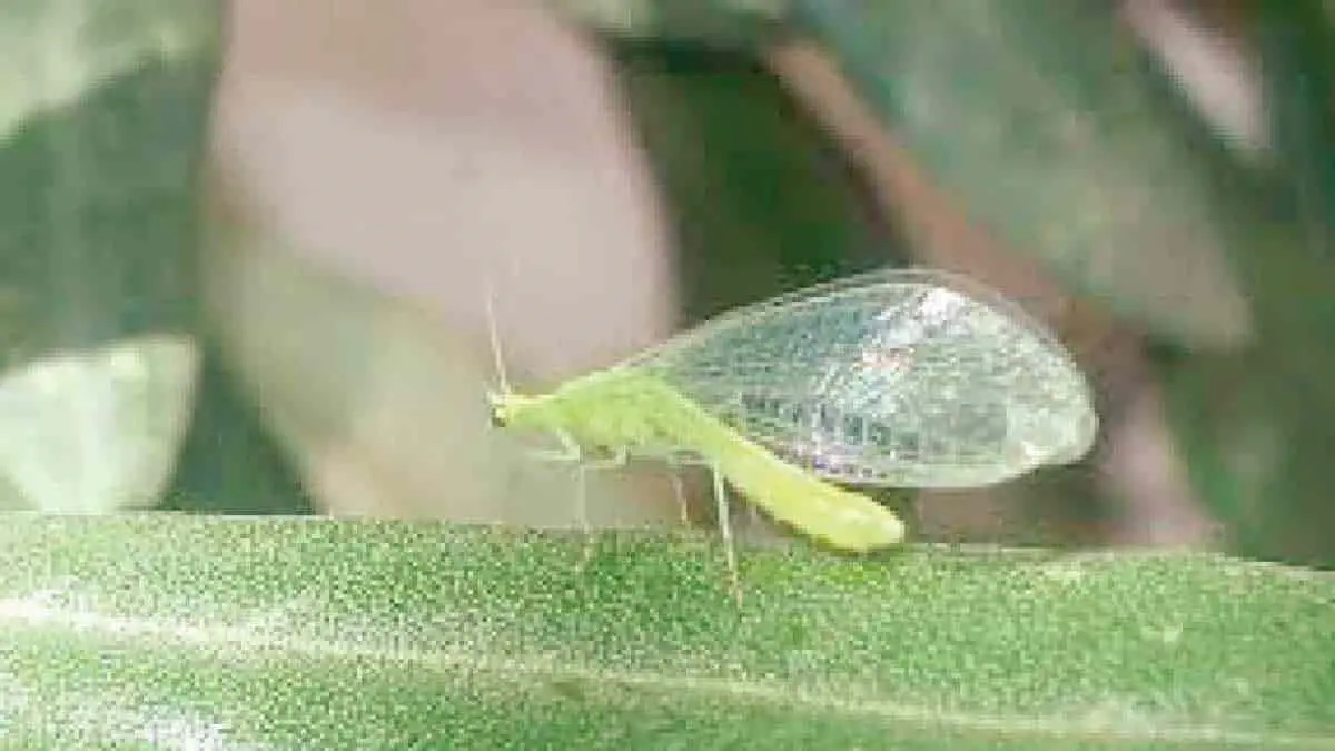 Liberan insectos benéficos