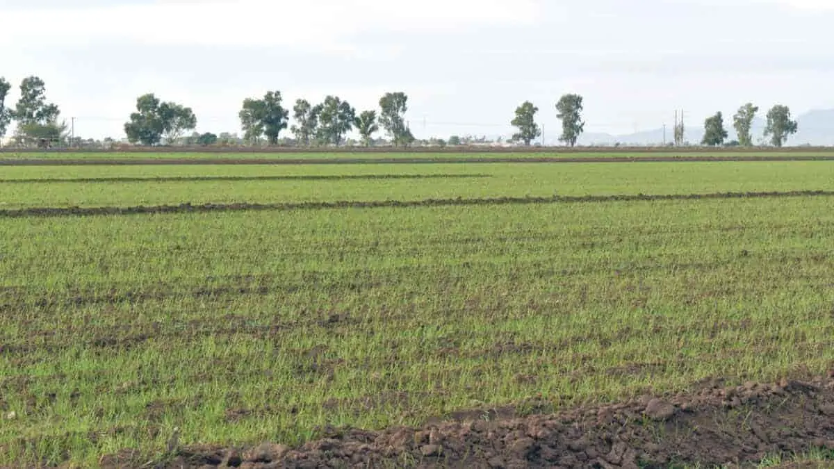 Avanza ciclo agrícola