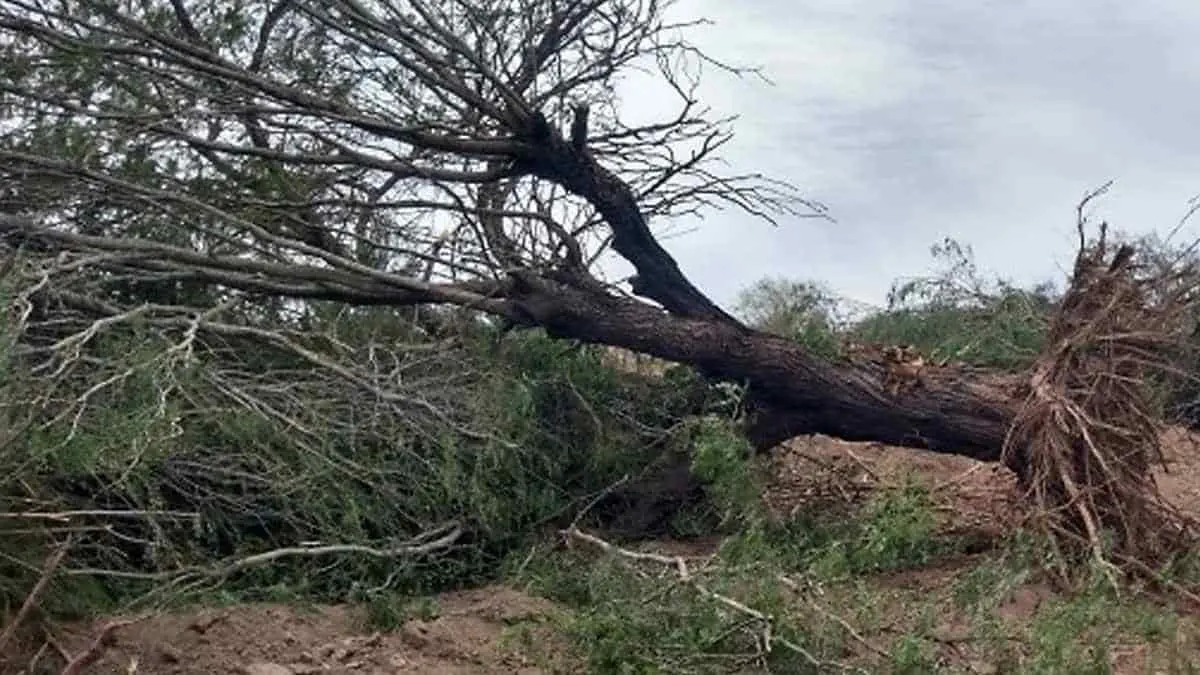 Nadie pone un freno a la deforestación