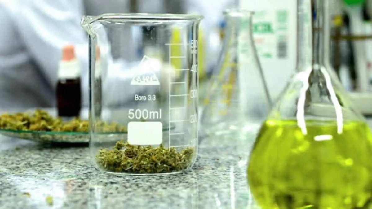 Estudio revela que la mariguana reduce riesgo de contagio de covid