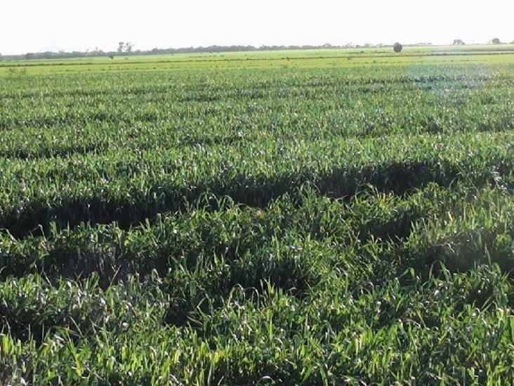 Se acumula más frío Se acumula más frío