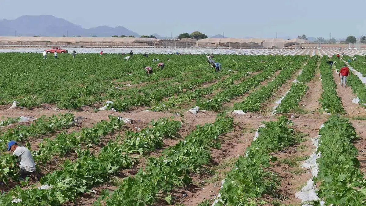 En campos agrícolas mantienen medidas sanitarias