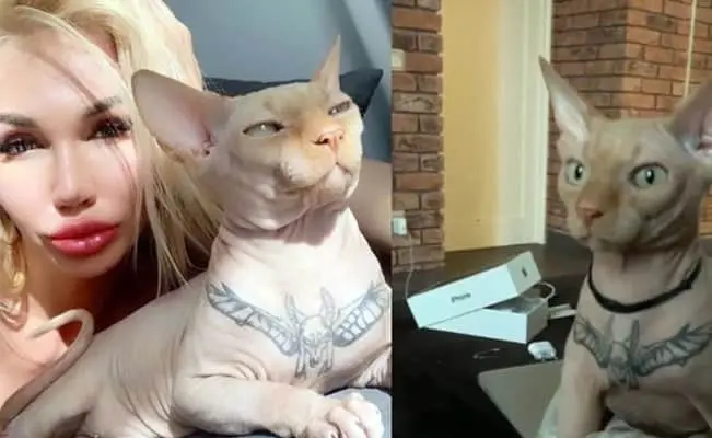 Influencer le hace un tatuaje a su gato y estallan las redes sociales