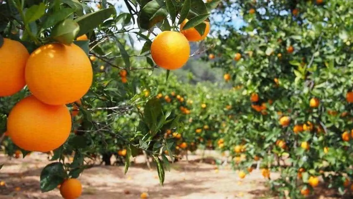 Productores le apuestan a los frutales