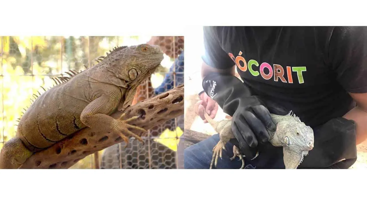 Llega la iguana "Bartolo" a Cócorit