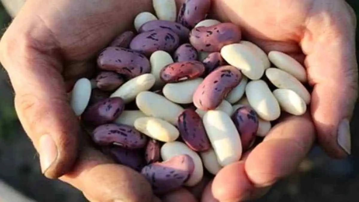 Frenan coyotaje y venden frijol por kilo