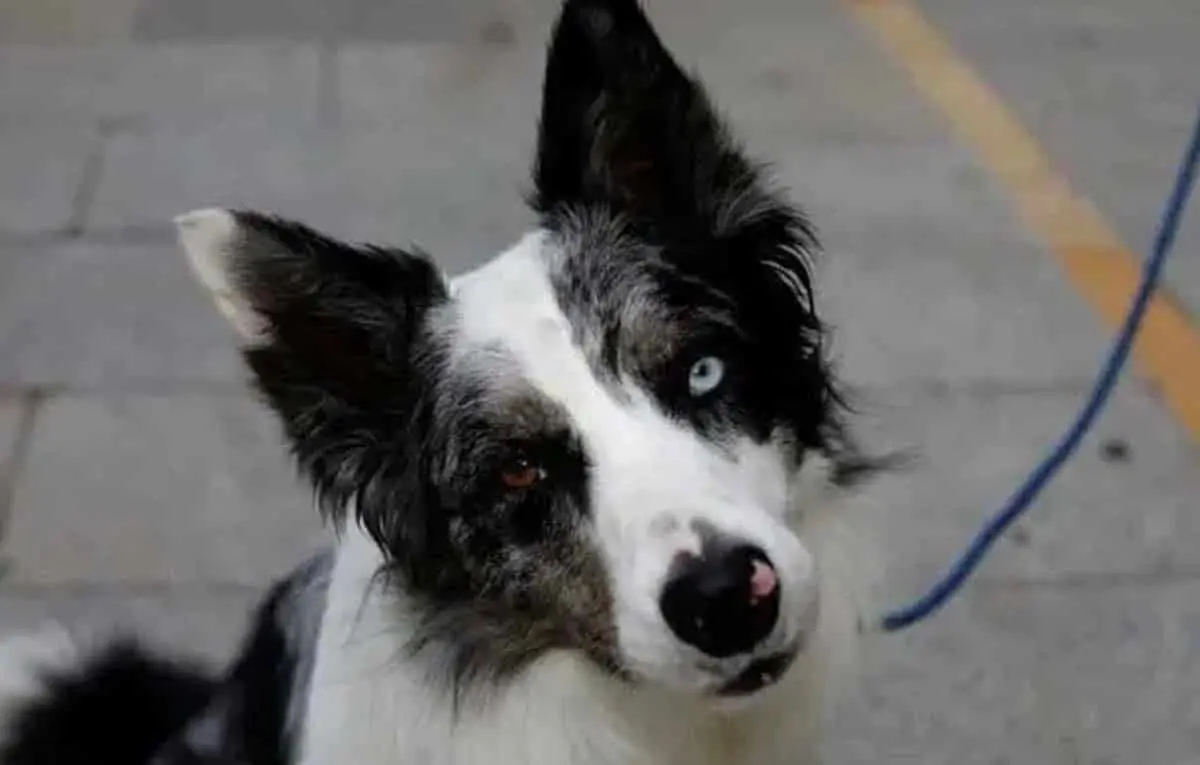 Le heredan 5 millones de dólares a Perrita, la última voluntad de su dueño