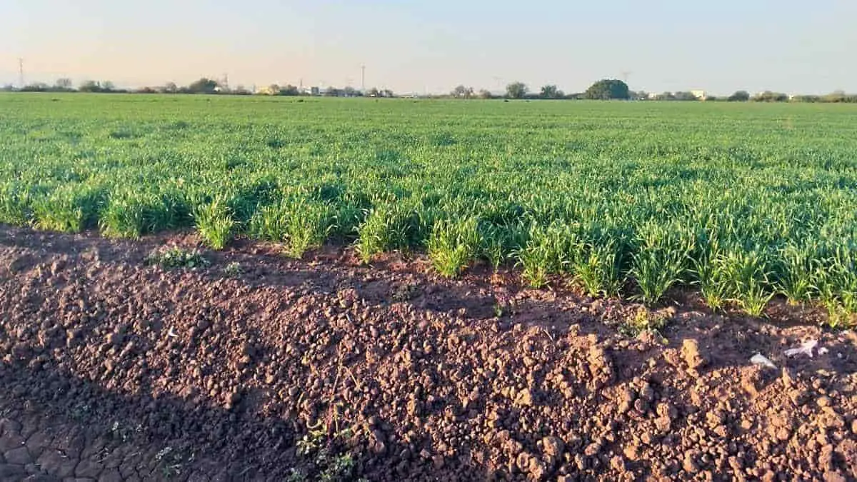 Ciclo agrícola avanza sin complicaciones