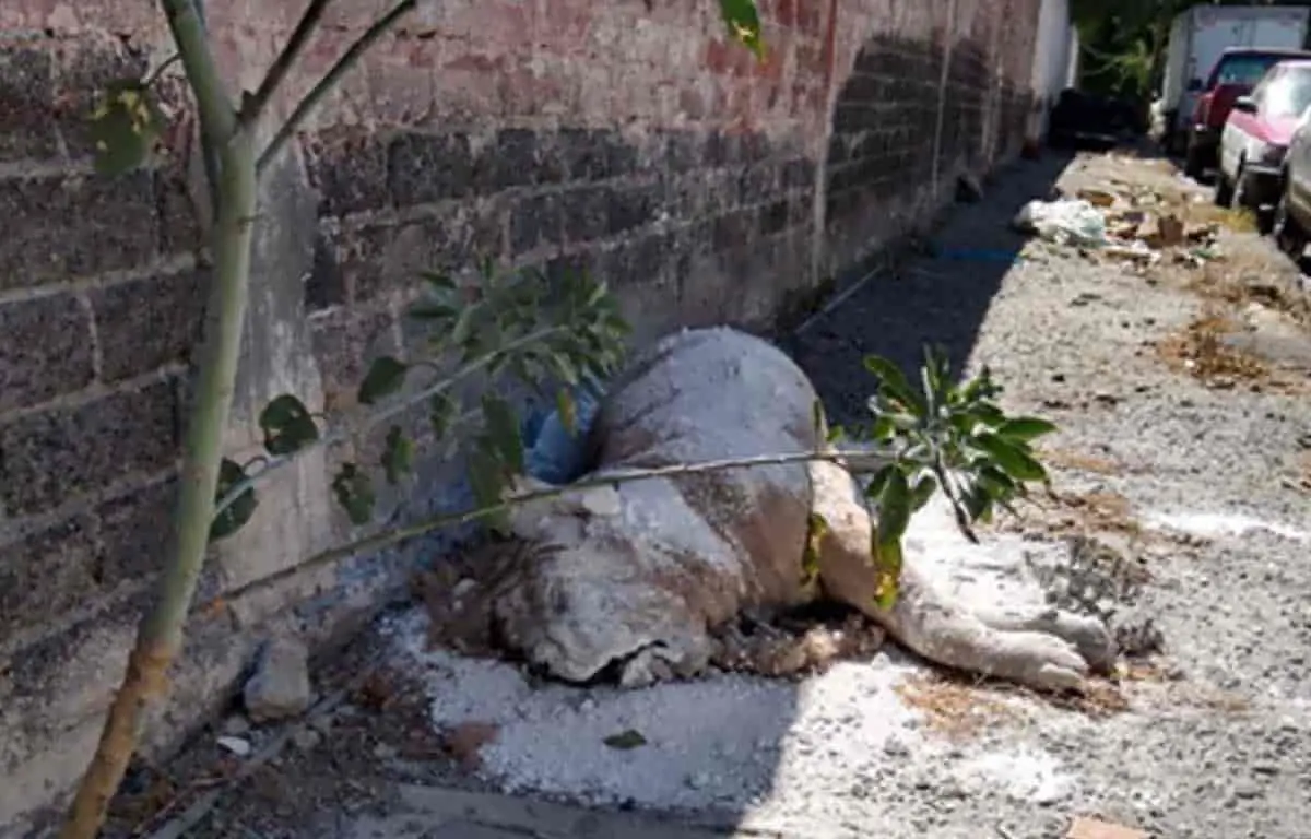 Encuentran muerto a un león en las calles de CDMX