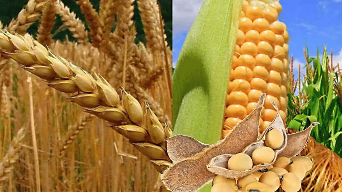 Trigo y maíz ya tienen precio