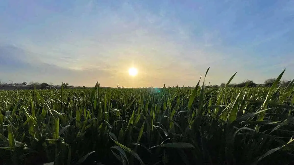Predomina el trigo cristalino en el Valle del Mayo