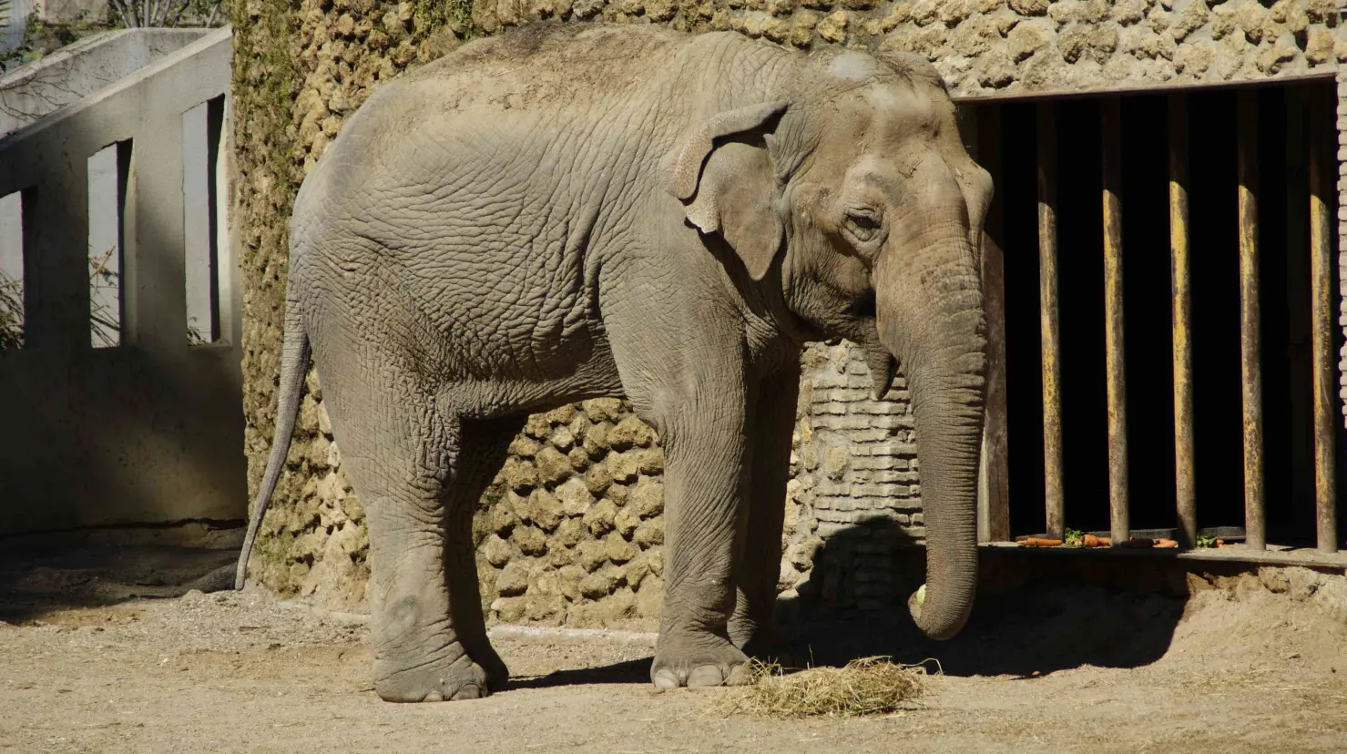 Elefante mata a cuidador de zoológico