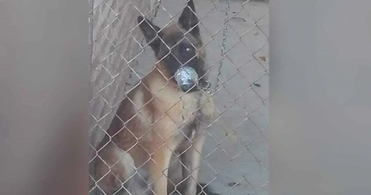 Denuncian maltrato a animal