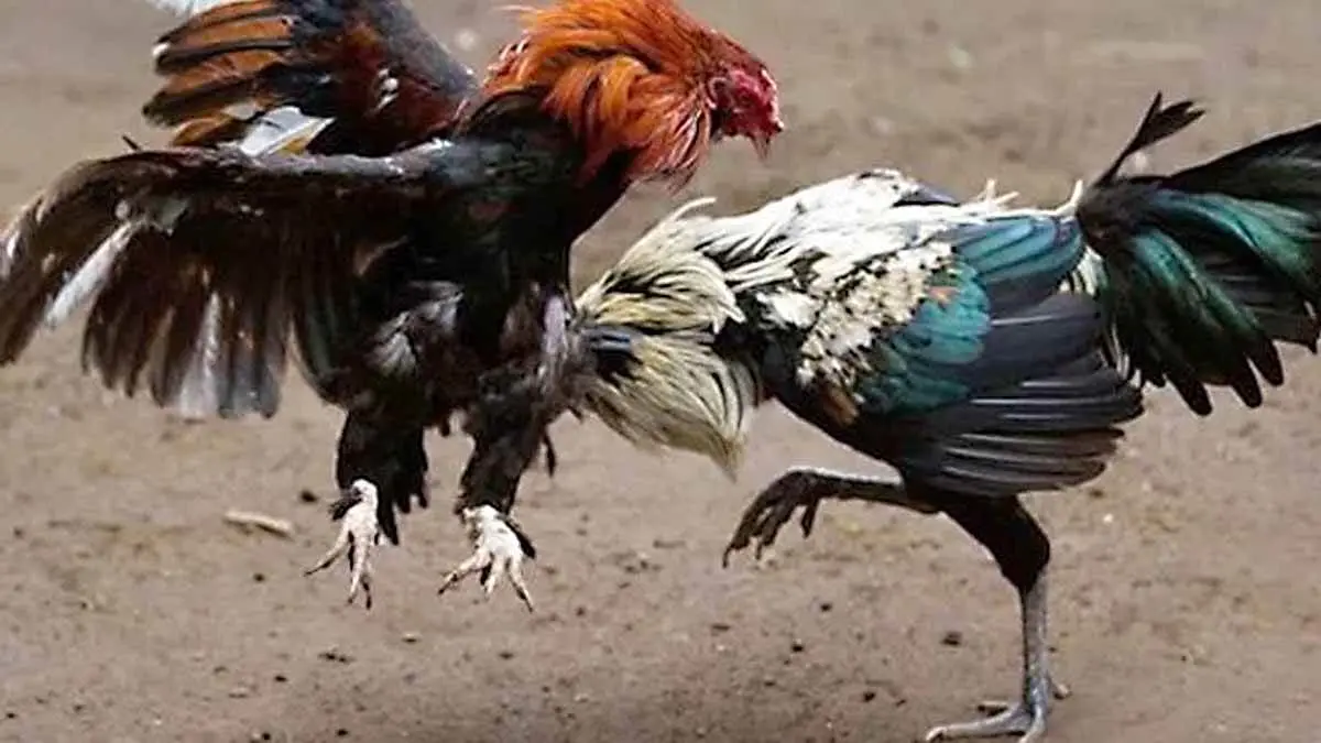 En palenque, gallo hiere a su dueño y muere desangrado