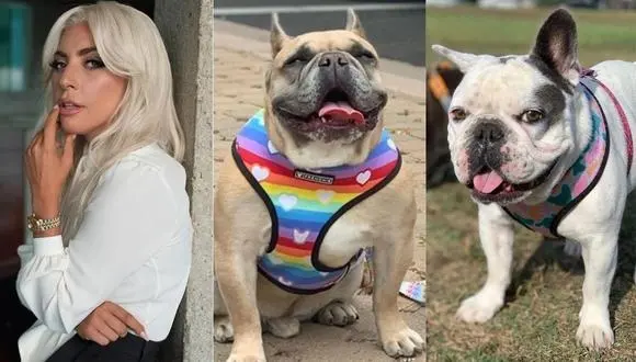 Recupera Lady Gaga a sus perros