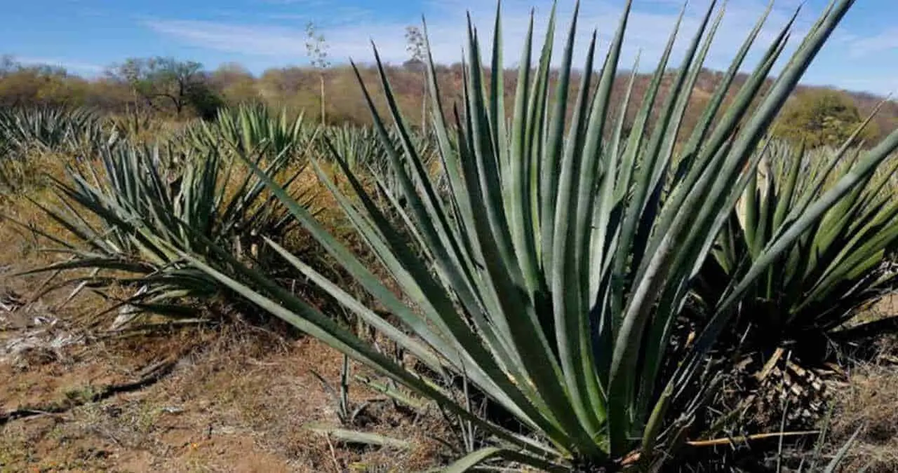 Impulsan certificación para producir bacanora