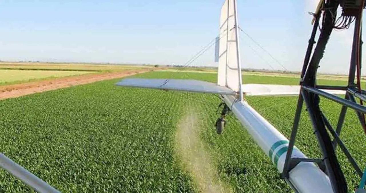 Insectos benéficos favorecen al trigo