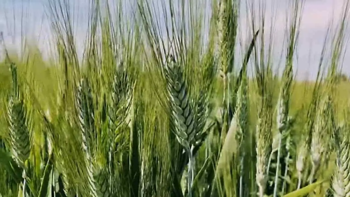 Se preparan para la cosecha de trigo en el Mayo