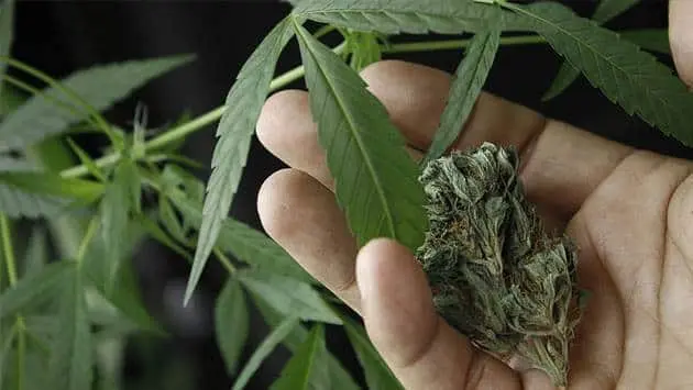 Iglesia católica critica aprobación de uso lúdico de Cannabis