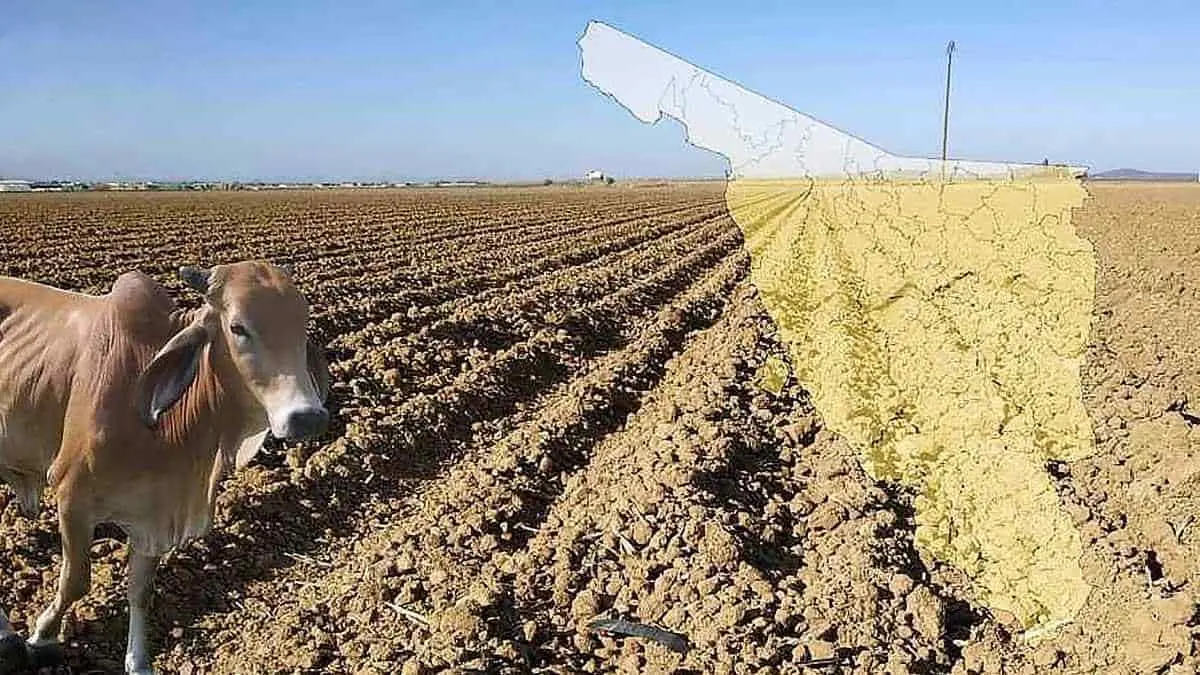 La sequía, un calvario para los agricultores