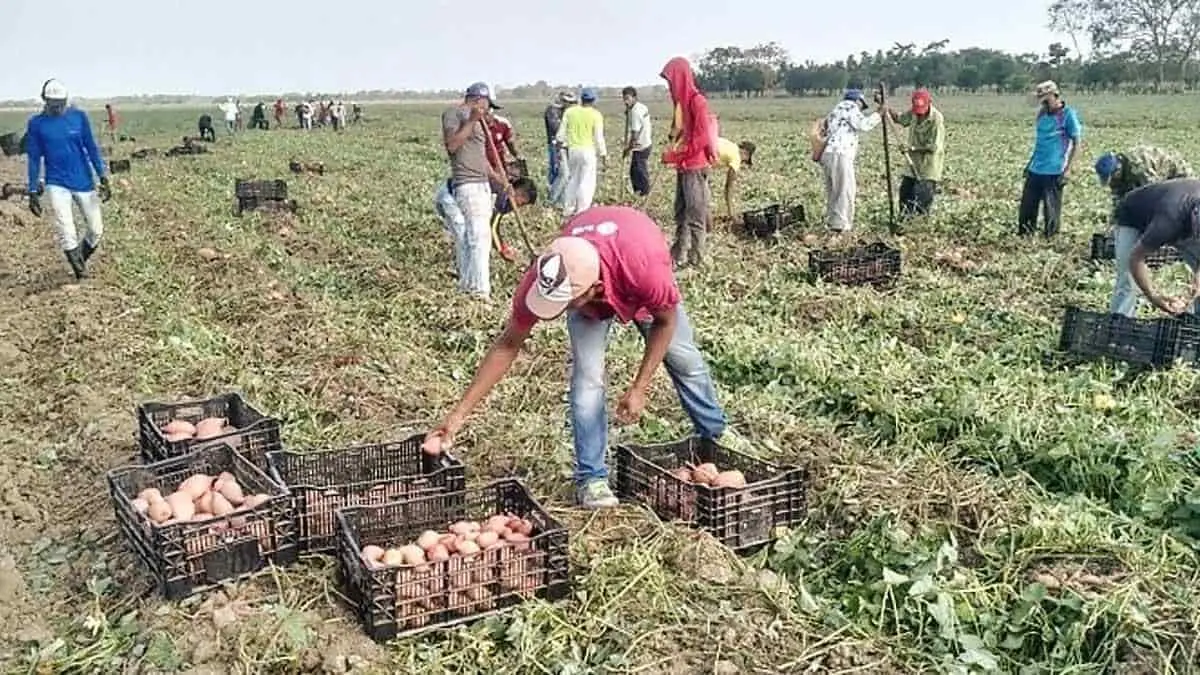 Productores de Álamos exigen apoyos de la Sader