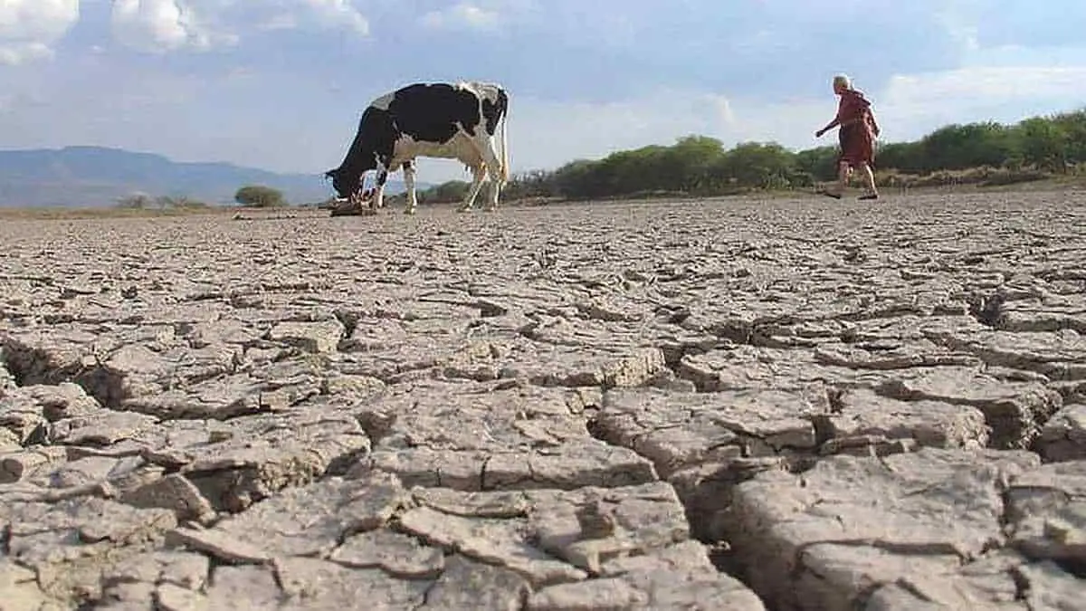 Ganaderos están agobiados por la prolongada sequía