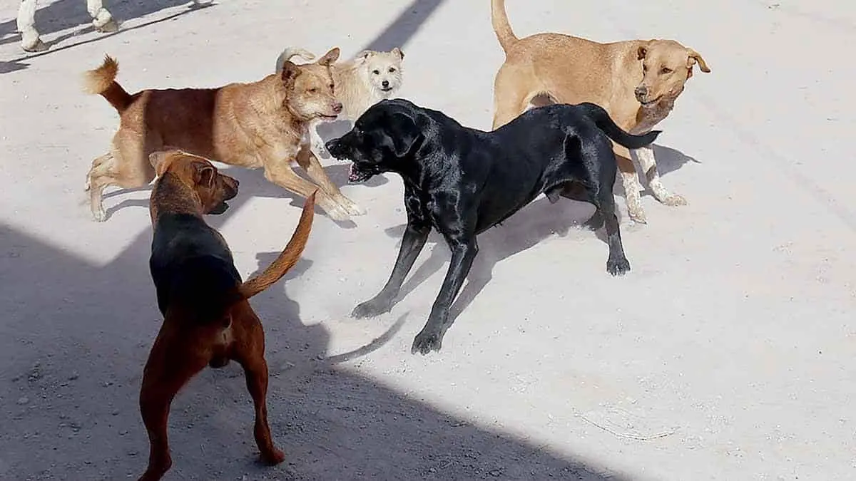 Perros callejeros atacan a niñita de 4 años y la matan