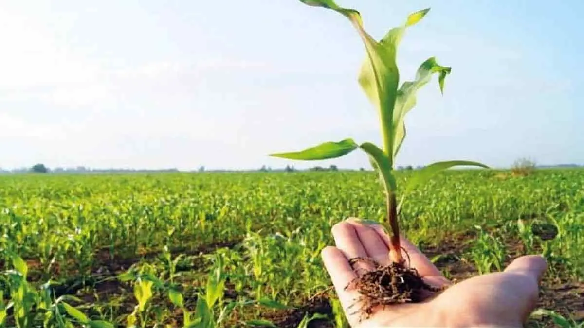 ¡Sí celebrarán el Día del Agricultor!... de manera virtual