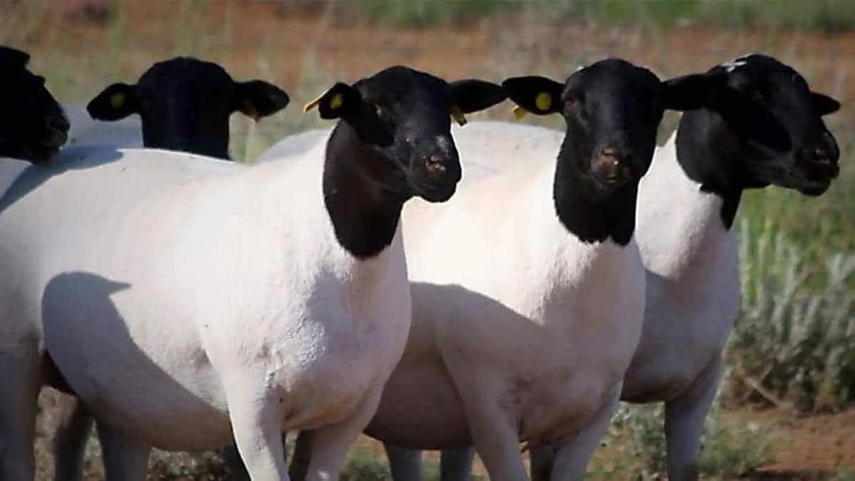 Llega raza de oveja Dorper a la región del Mayo