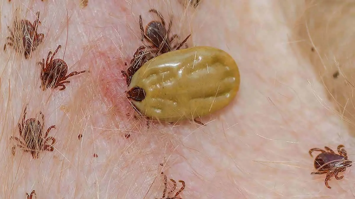 Ante el calor, advierten sobre presencia de garrapatas