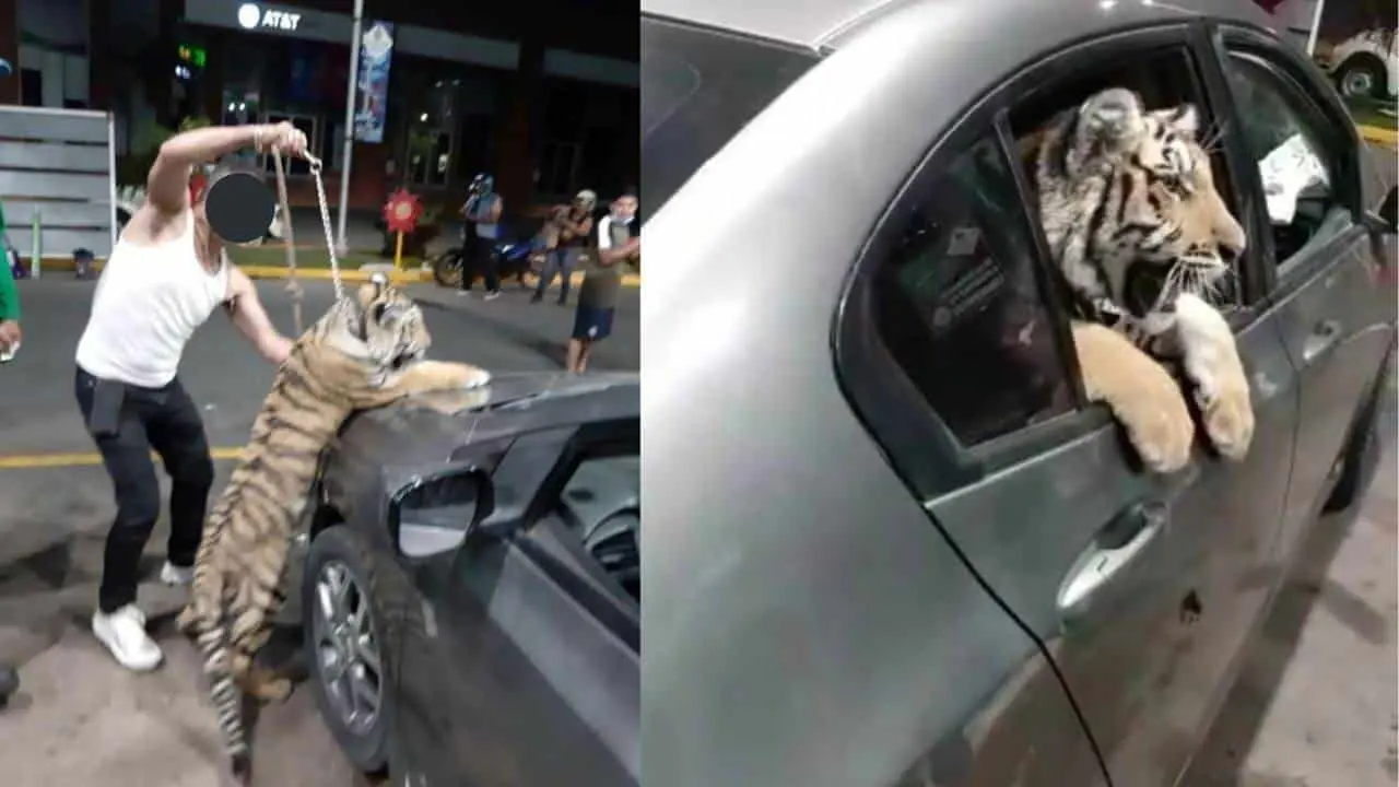 Video. Sorprende tigre de bengala paseando en auto en Mazatlán