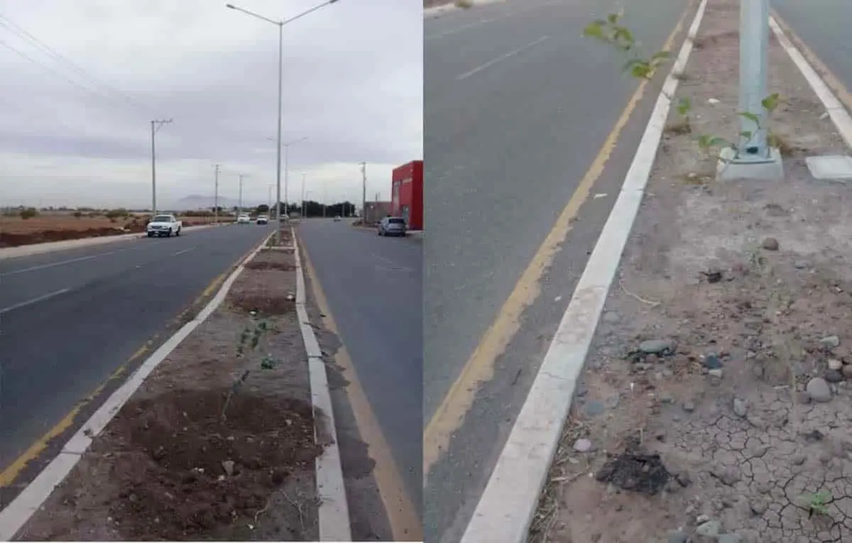 Se secan árboles en el bulevar Antonio Caso