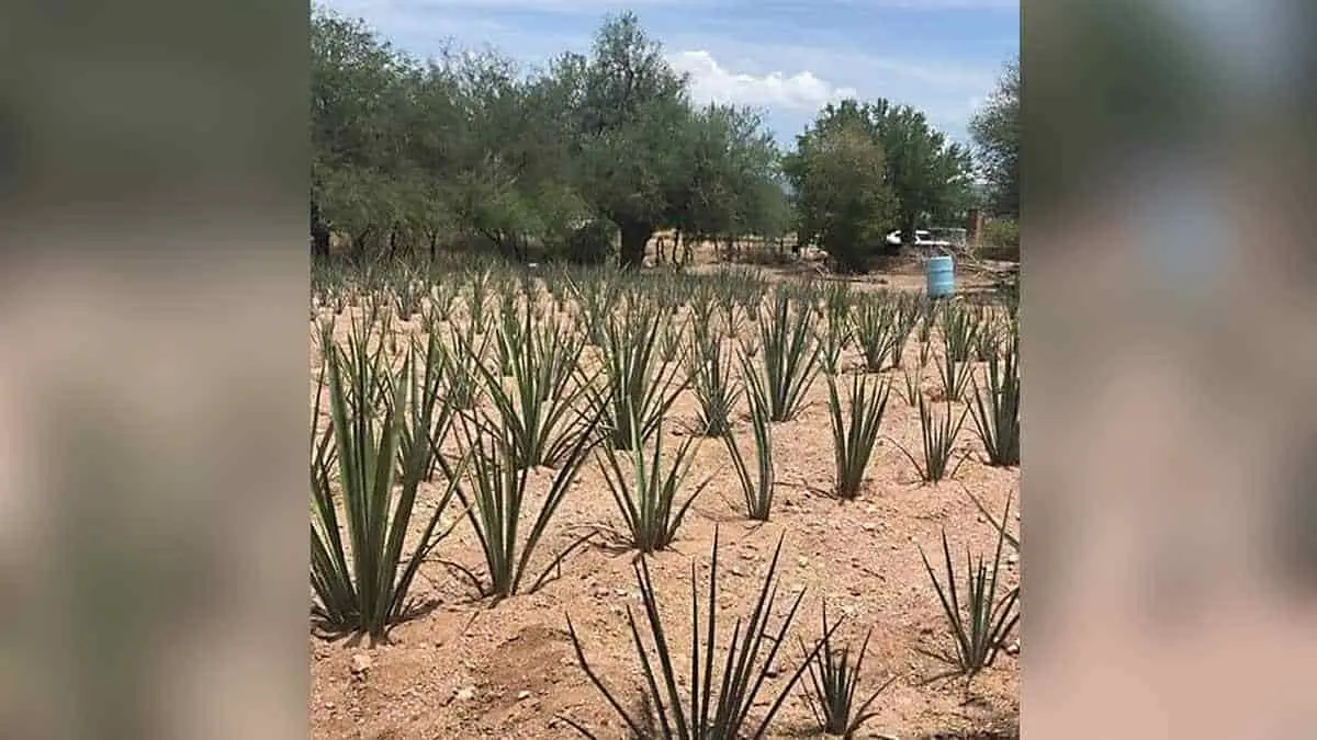 Mujeres del Bacanora trabajan en reforestación de agave