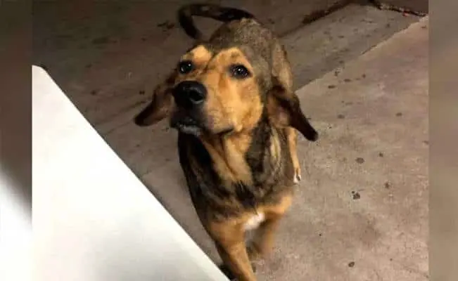 "El perro me mordió", justifica la novia del asesino de "Rodolfo Corazón"