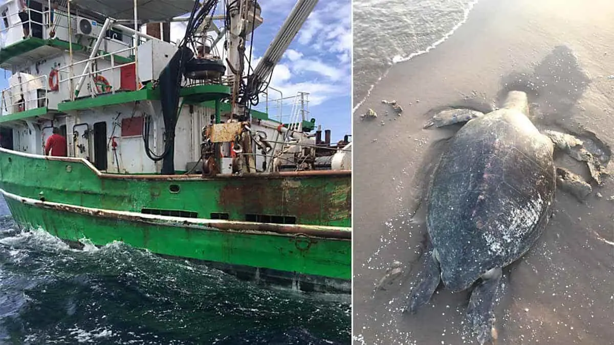 Culpan a sardineros ante la mortandad de animales marinos