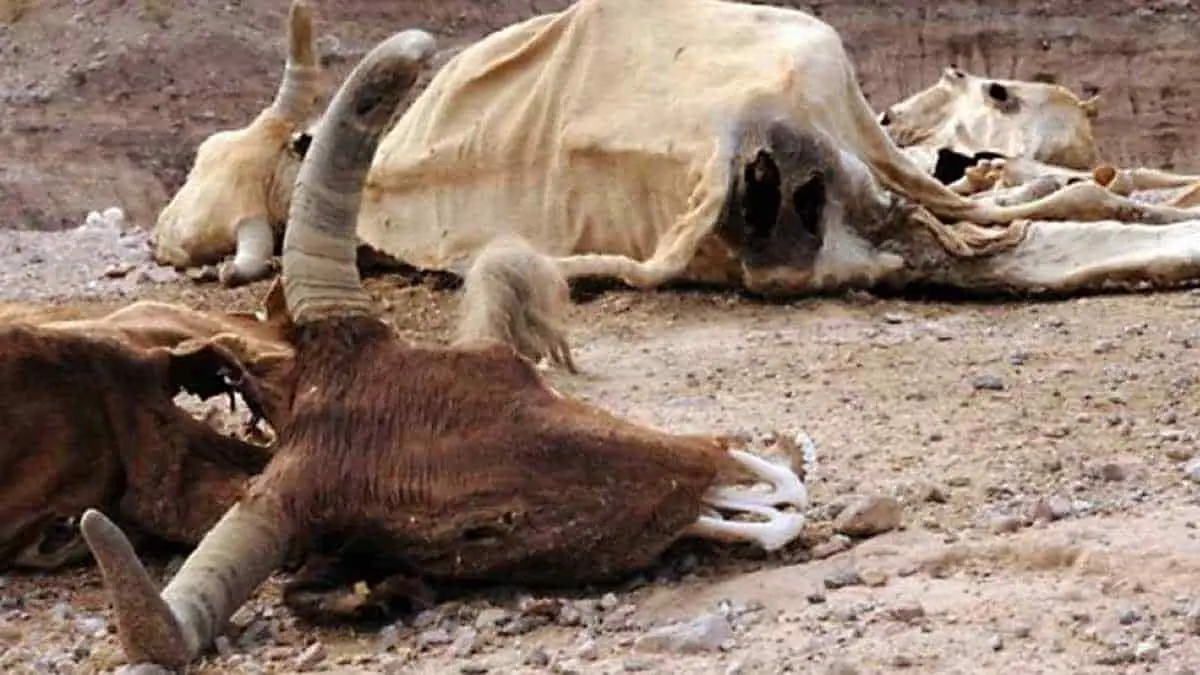 Se agudiza la sequía en la Tribu Yaqui