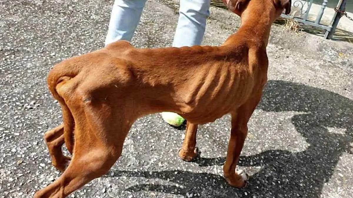 Sin freno, el maltrato animal