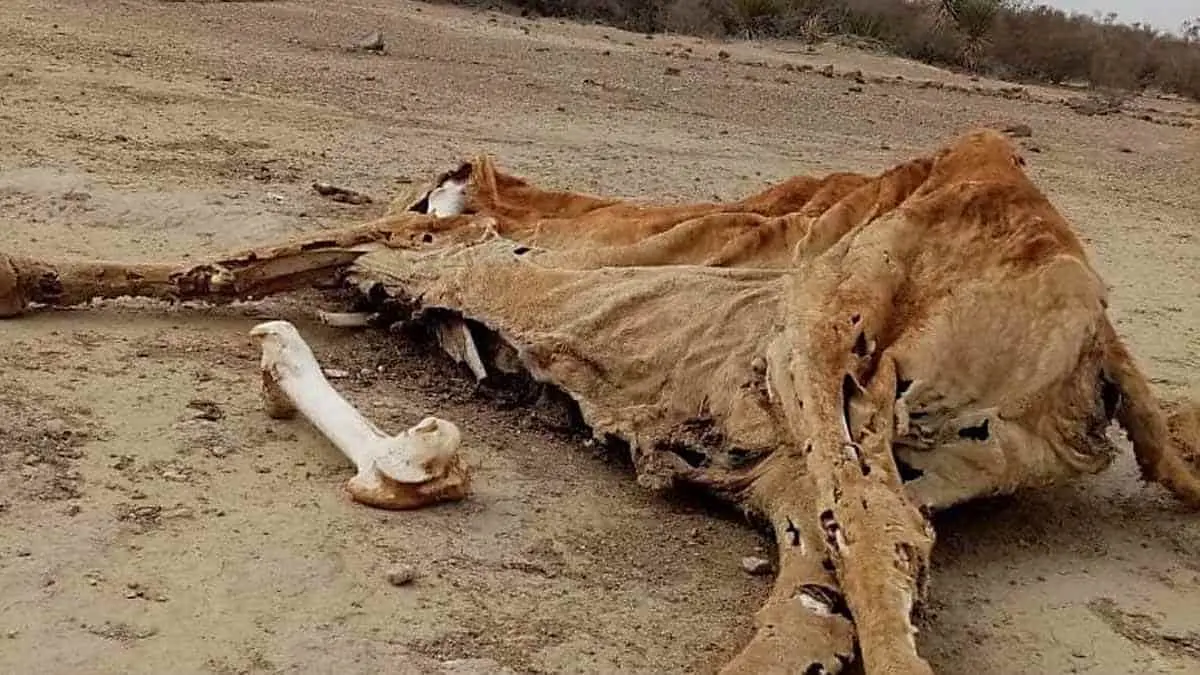 Mortandad de ganado "agobia" a rancheros
