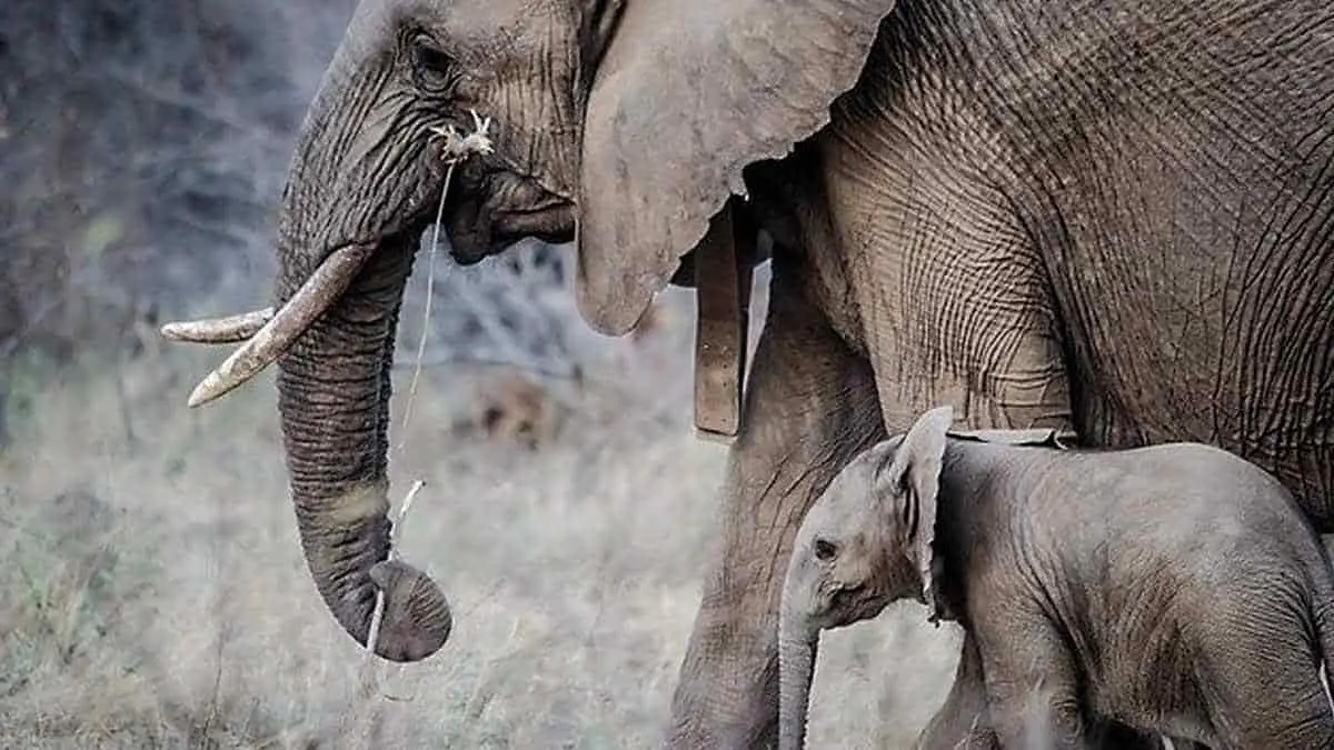 El elefante está en peligro de extinción y aún así permitirán su caza