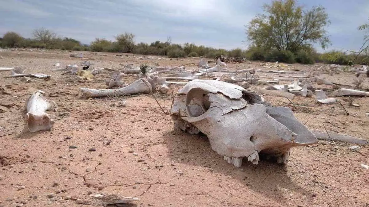 Se extiende la sequía a 5 municipios de Sonora