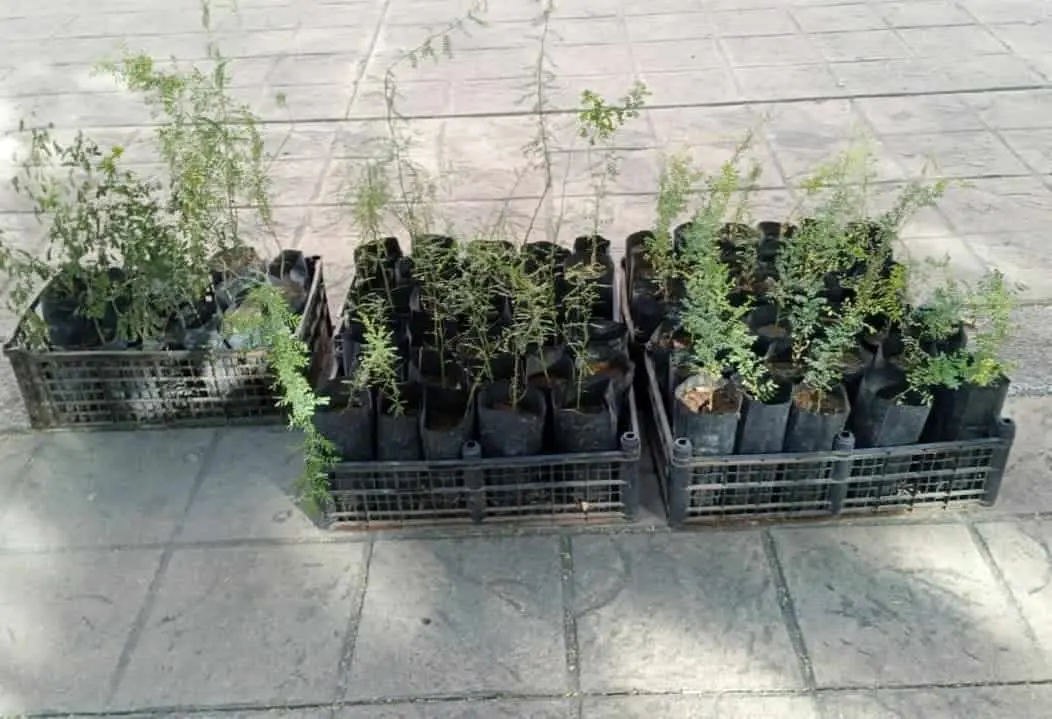 Plantarán mil 1 árboles en Hermosillo